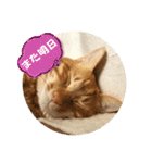 なつめ The orange tabby 4（個別スタンプ：10）