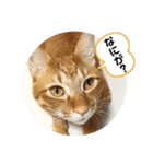 なつめ The orange tabby 4（個別スタンプ：12）