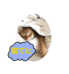 なつめ The orange tabby 4（個別スタンプ：13）