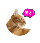 なつめ The orange tabby 4（個別スタンプ：14）