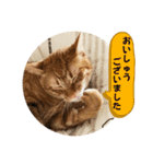 なつめ The orange tabby 4（個別スタンプ：15）