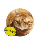 なつめ The orange tabby 4（個別スタンプ：16）