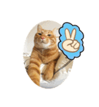 なつめ The orange tabby 4（個別スタンプ：17）