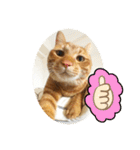 なつめ The orange tabby 4（個別スタンプ：18）