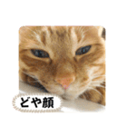 なつめ The orange tabby 4（個別スタンプ：19）