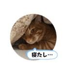 なつめ The orange tabby 4（個別スタンプ：20）