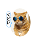 なつめ The orange tabby 4（個別スタンプ：21）