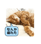 なつめ The orange tabby 4（個別スタンプ：22）