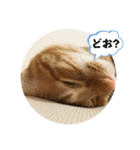 なつめ The orange tabby 4（個別スタンプ：23）