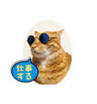 なつめ The orange tabby 4（個別スタンプ：24）
