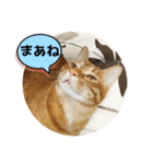 なつめ The orange tabby 4（個別スタンプ：25）