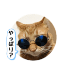 なつめ The orange tabby 4（個別スタンプ：26）