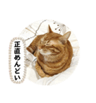 なつめ The orange tabby 4（個別スタンプ：27）