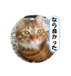 なつめ The orange tabby 4（個別スタンプ：28）