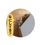 なつめ The orange tabby 4（個別スタンプ：29）
