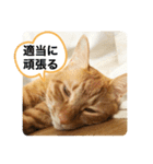 なつめ The orange tabby 4（個別スタンプ：30）