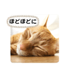 なつめ The orange tabby 4（個別スタンプ：31）