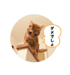 なつめ The orange tabby 4（個別スタンプ：32）