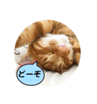 なつめ The orange tabby 4（個別スタンプ：33）