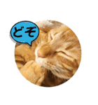 なつめ The orange tabby 4（個別スタンプ：34）