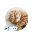 なつめ The orange tabby 4（個別スタンプ：35）
