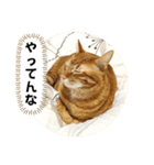 なつめ The orange tabby 4（個別スタンプ：37）
