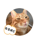 なつめ The orange tabby 4（個別スタンプ：38）