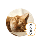 なつめ The orange tabby 4（個別スタンプ：39）