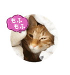 なつめ The orange tabby 4（個別スタンプ：40）