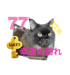 黒猫 ルナ院長77にゃんめ（個別スタンプ：1）