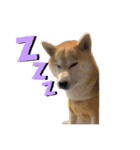 柴犬 小梅ちゃんの日常（個別スタンプ：2）