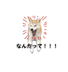 柴犬 小梅ちゃんの日常（個別スタンプ：3）