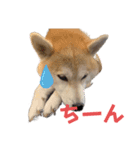 柴犬 小梅ちゃんの日常（個別スタンプ：4）
