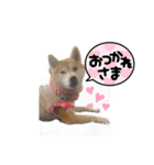 柴犬 小梅ちゃんの日常（個別スタンプ：6）
