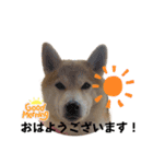柴犬 小梅ちゃんの日常（個別スタンプ：7）