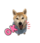 柴犬 小梅ちゃんの日常（個別スタンプ：8）