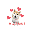 柴犬 小梅ちゃんの日常（個別スタンプ：9）