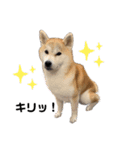 柴犬 小梅ちゃんの日常（個別スタンプ：11）