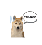 柴犬 小梅ちゃんの日常（個別スタンプ：12）