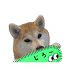 柴犬 小梅ちゃんの日常（個別スタンプ：13）