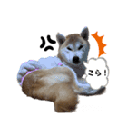 柴犬 小梅ちゃんの日常（個別スタンプ：14）