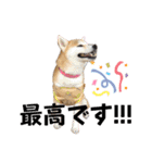 柴犬 小梅ちゃんの日常（個別スタンプ：15）
