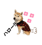 柴犬 小梅ちゃんの日常（個別スタンプ：16）