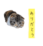 マルのいる生活（個別スタンプ：6）