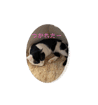 マルのいる生活（個別スタンプ：11）