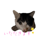 マルのいる生活（個別スタンプ：14）