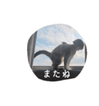 マルのいる生活（個別スタンプ：15）