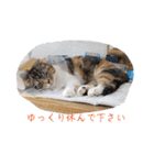 マルのいる生活（個別スタンプ：18）