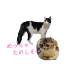 マルのいる生活（個別スタンプ：19）