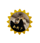 マルのいる生活（個別スタンプ：33）
